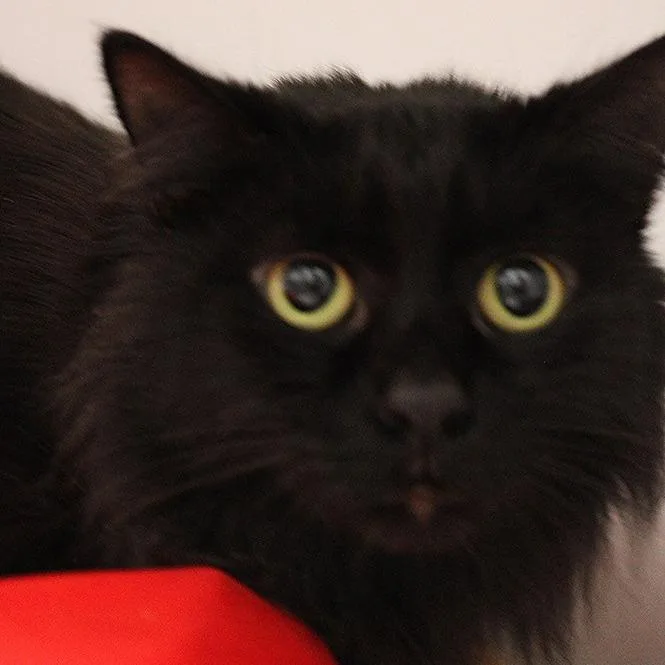 A young medium-sized female Black Domestic Medium Hair cat named Chewie  Med Hair for adoption in Defiance, OH