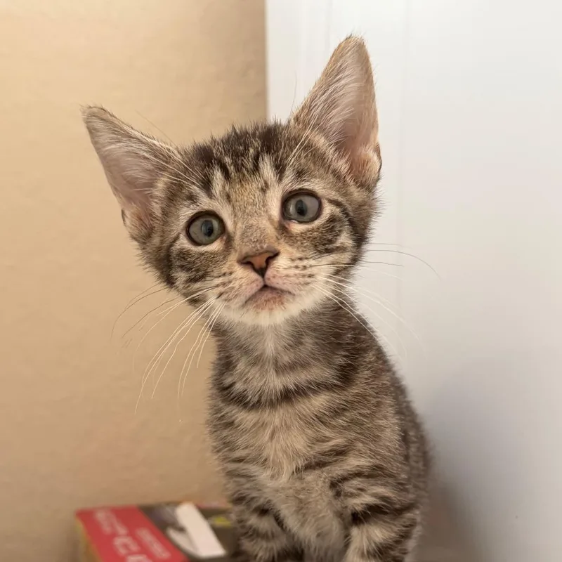 A baby small-sized male Brown / Chocolate Domestic Short Hair cat named Domingo for adoption in Jupiter, FL