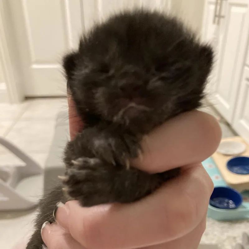 An adult small-sized male Black Domestic Short Hair cat named Riley for adoption in Flower Mound, TX