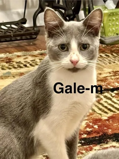 A young medium-sized male Gray & White Domestic Short Hair cat named Gale for adoption in Wadsworth, OH