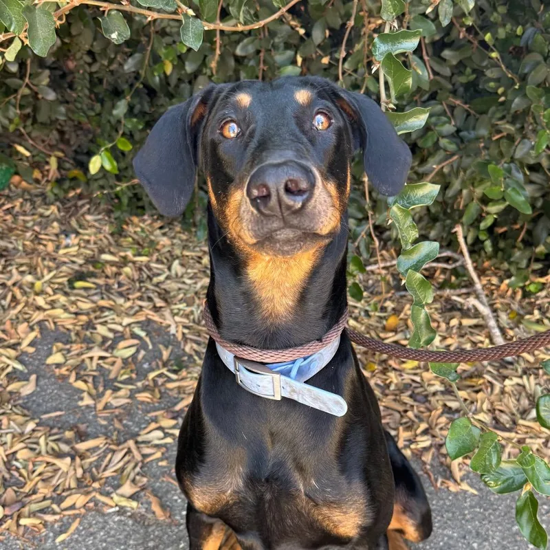 An adult large-sized male Black Doberman Pinscher dog named Moochie for adoption in Santa Barbara, CA