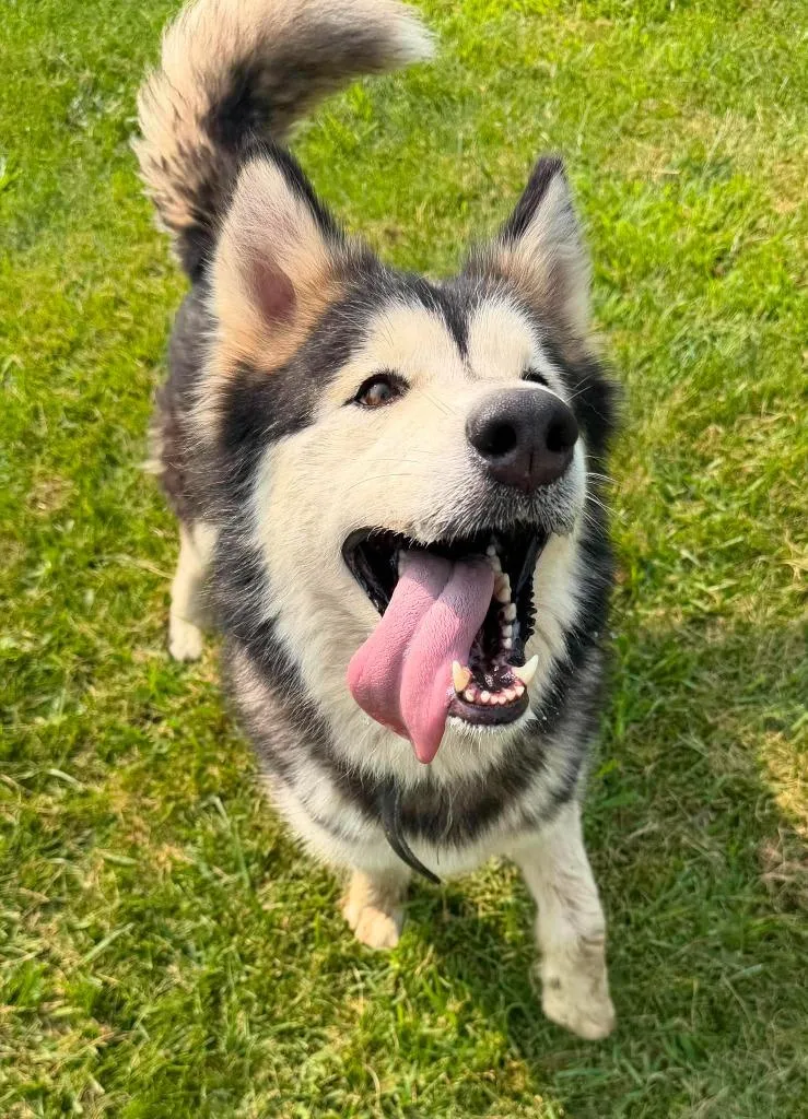 An adult large-sized female Husky dog named Anna for adoption in Lagrange, IN