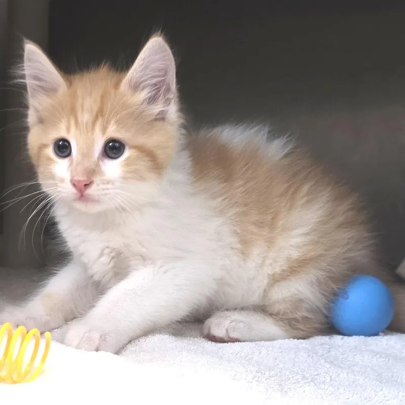 A baby small-sized male Orange / Red Domestic Short Hair cat named Blaze for adoption in Fort Wayne, IN