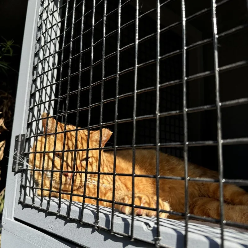 Rogelio De La Vega thumbnail 2