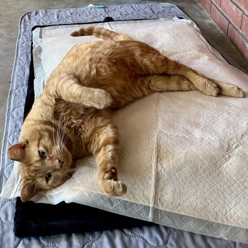 Rogelio De La Vega thumbnail 3