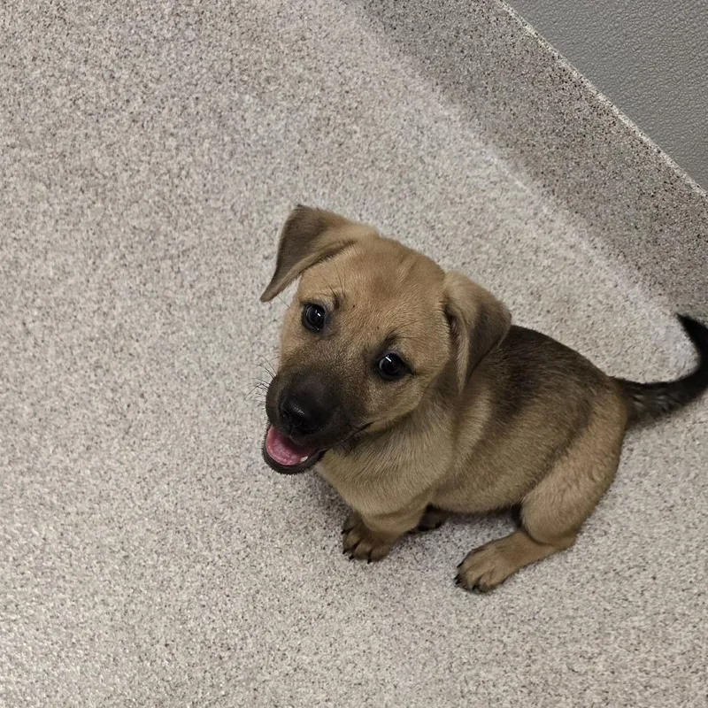 A baby small-sized male Yellow / Tan / Blond / Fawn Pit Bull Terrier dog named Cornball for adoption in Horn Lake, MS