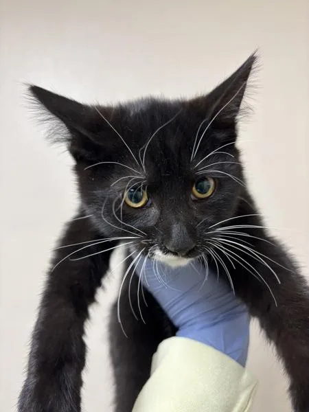 A baby small-sized male Domestic Short Hair cat named Ayrshire for adoption in Sherwood, OR