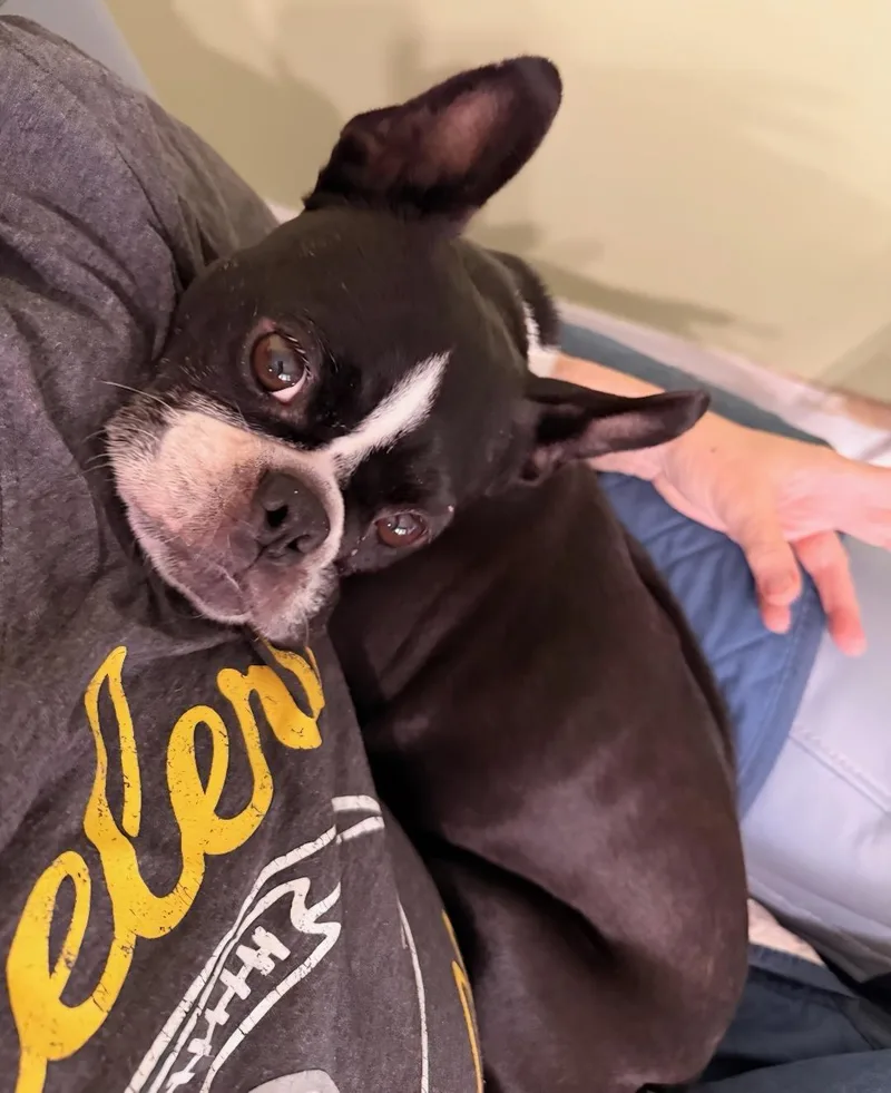 An adult small-sized female Boston Terrier dog named Abby in IA for adoption in Elkhorn, NE
