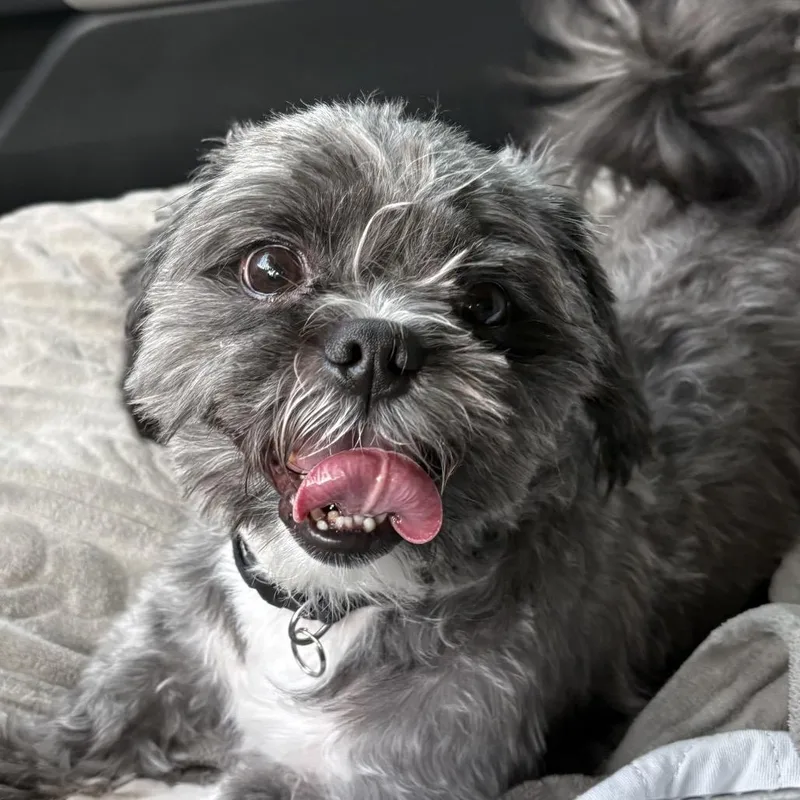 An adult small-sized male Black Shih Tzu dog named Oreo Franklin for adoption in Houston, TX