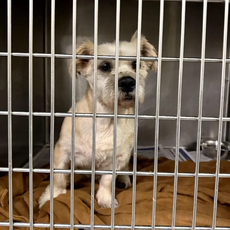 A senior small-sized male White / Cream Shih Tzu dog named Bruce for adoption in Northbrook, IL