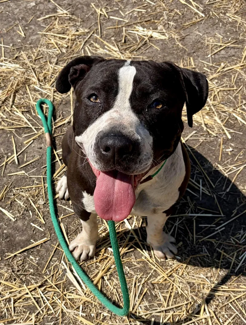 An adult medium-sized female Black Pit Bull Terrier dog named Faustina for adoption in Chicago, IL