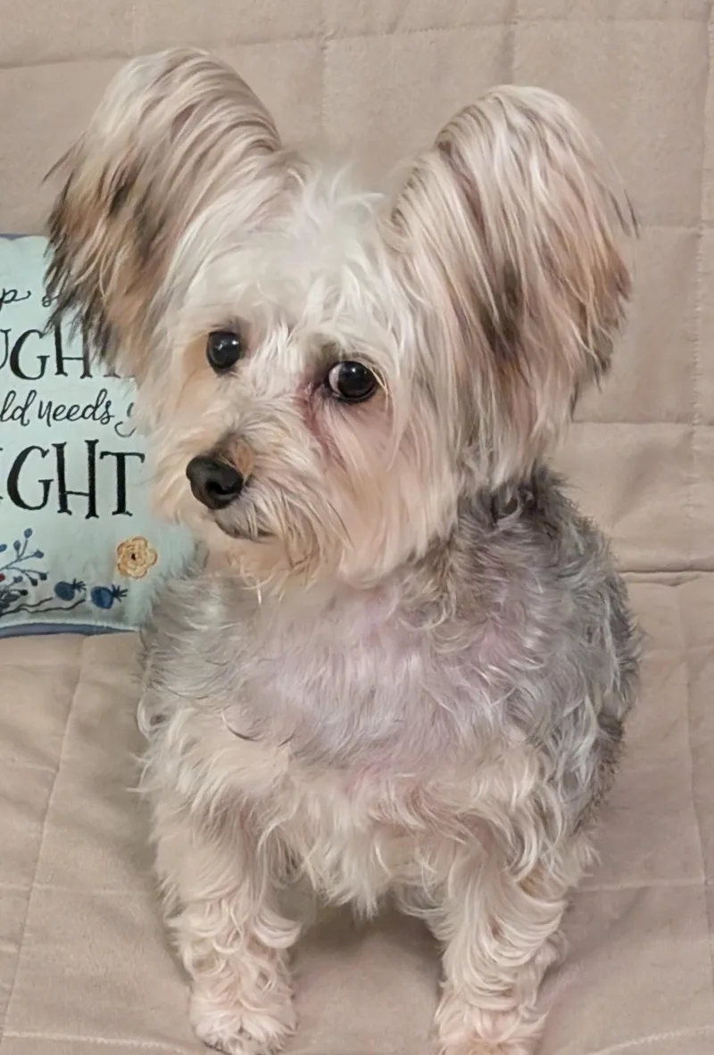 An adult small-sized female White / Cream Silky Terrier dog named April for adoption in Greensboro, NC