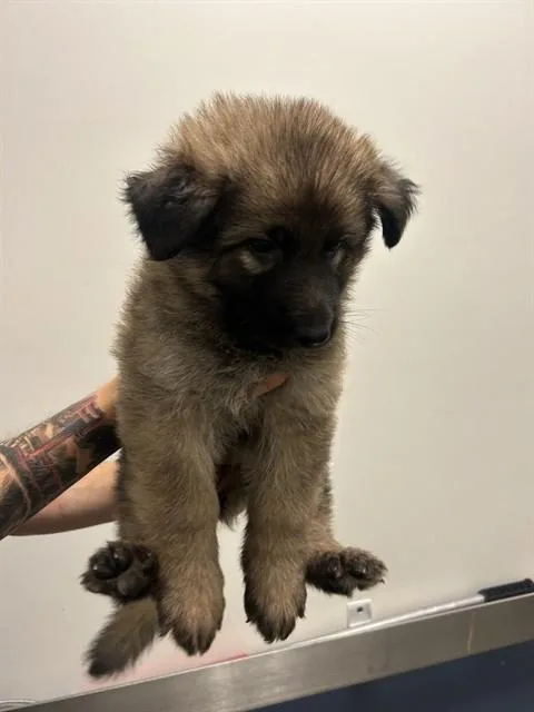 A baby small-sized female German Shepherd Dog dog named Tina for adoption in Miami, FL