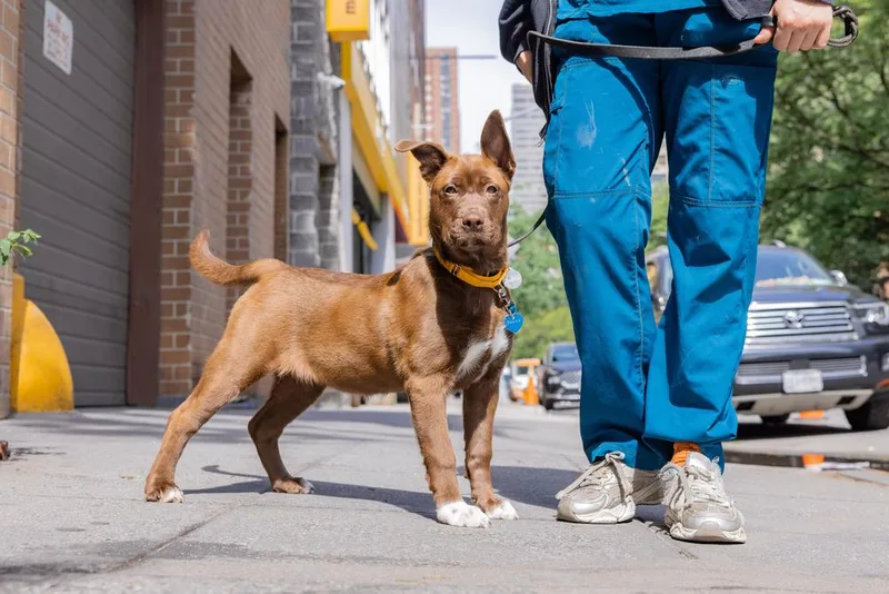 A baby medium-sized female Red / Chestnut / Orange Mixed Breed dog named Honeyberry for adoption in New York, NY