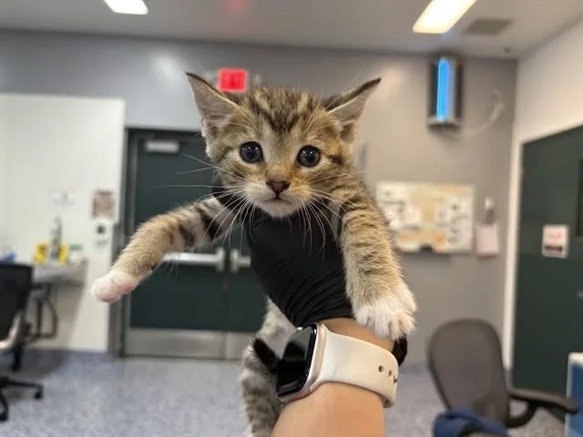 A baby small-sized female Domestic Short Hair cat named Macchiato for adoption in Thousand Palms, CA
