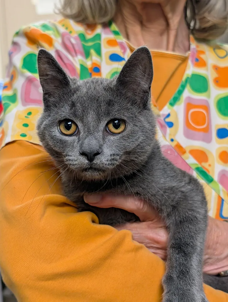 A baby medium-sized male Gray / Blue / Silver Domestic Short Hair cat named Marcello for adoption in Chambersburg, PA