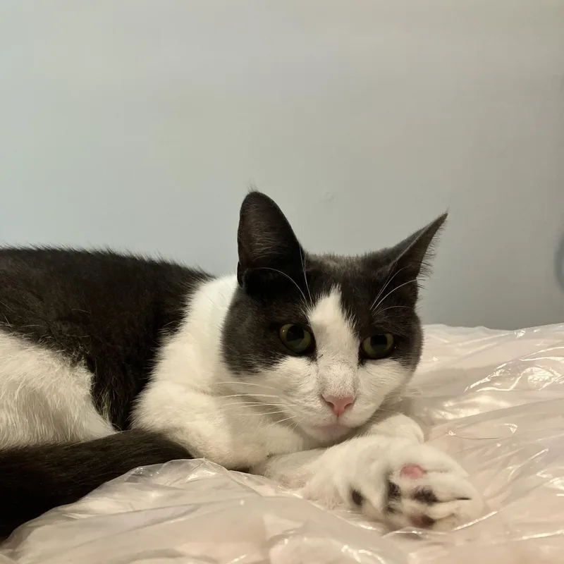 A young medium-sized female Gray & White Domestic Short Hair cat named Turnpike for adoption in Brooklyn, NY