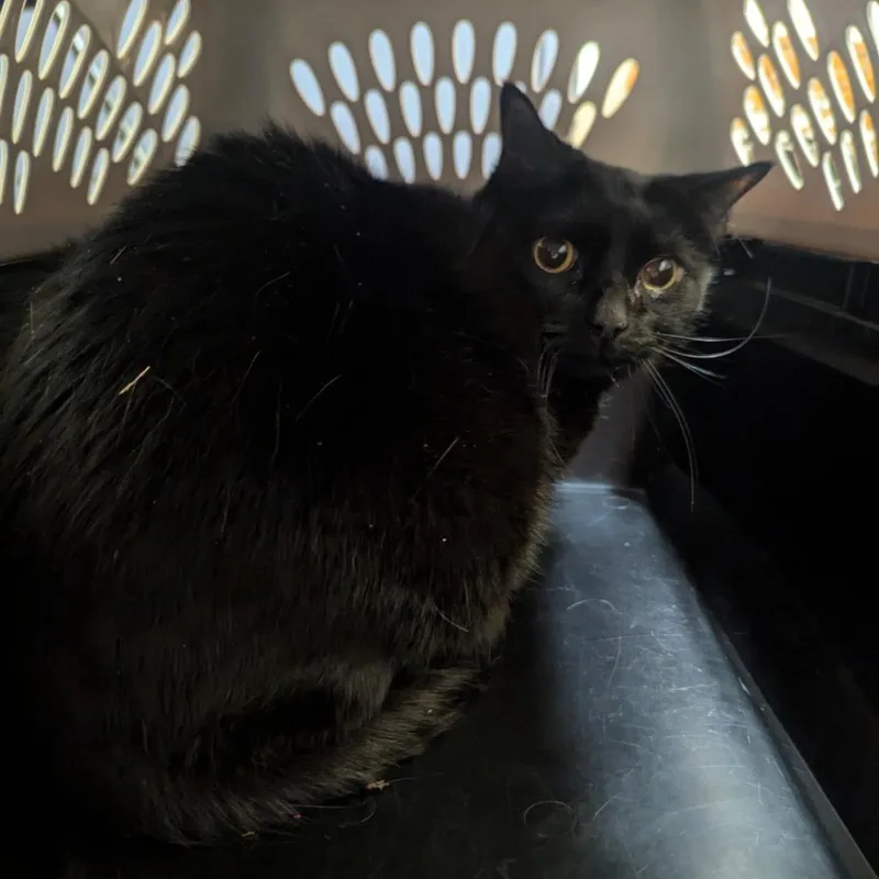 An adult medium-sized female Black Domestic Short Hair cat named Vivian for adoption in Charlottesville, VA