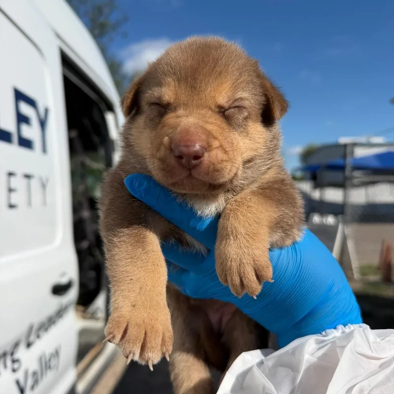 A baby small-sized female Brown / Chocolate Australian Cattle Dog / Blue Heeler dog named Latka for adoption in Edinburg, TX