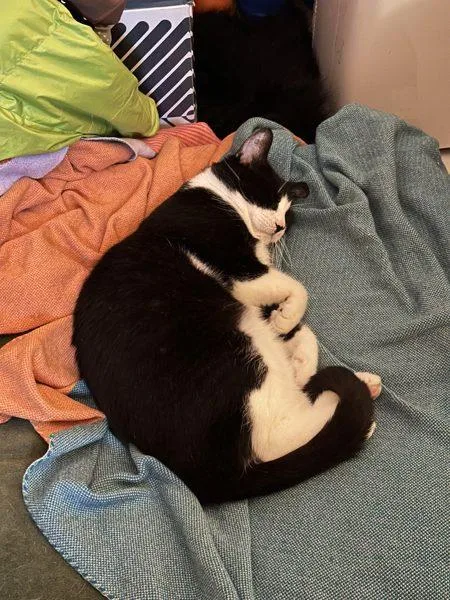 An adult large-sized male Domestic Short Hair cat named Dr. Mouse for adoption in Ridgewood, NY