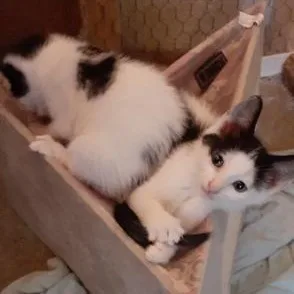 A baby medium-sized male Black & White / Tuxedo Domestic Short Hair cat named Dotson for adoption in Richmond, VA