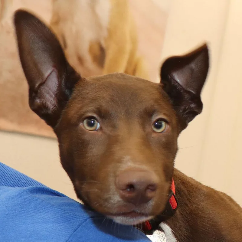 A baby medium-sized female Mixed Breed dog named Prissy for adoption in Port Washington, NY