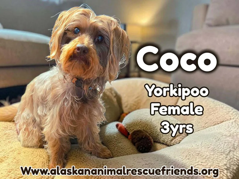 An adult small-sized female Yorkshire Terrier dog named Coco for adoption in Anchorage, AK