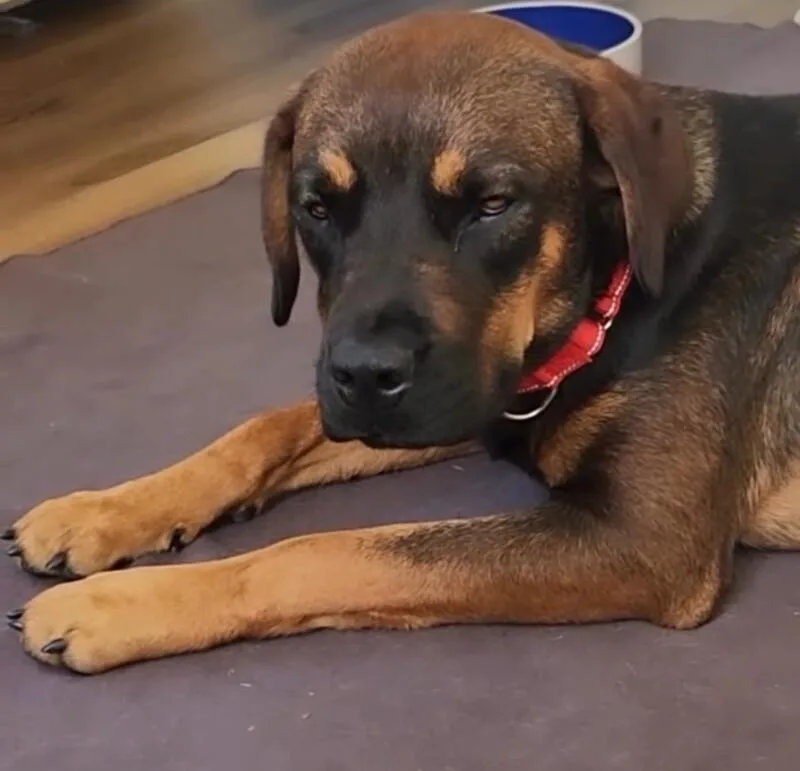 A young large-sized female Red / Chestnut / Orange Rottweiler dog named Dolly for adoption in Van Nuys, CA