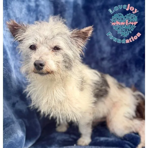 An adult small-sized male White / Cream Terrier dog named Sawyer for adoption in Inglewood, CA
