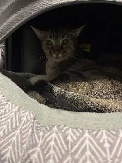 An adult medium-sized male Domestic Short Hair cat named Bok Choy for adoption in Shawano, WI