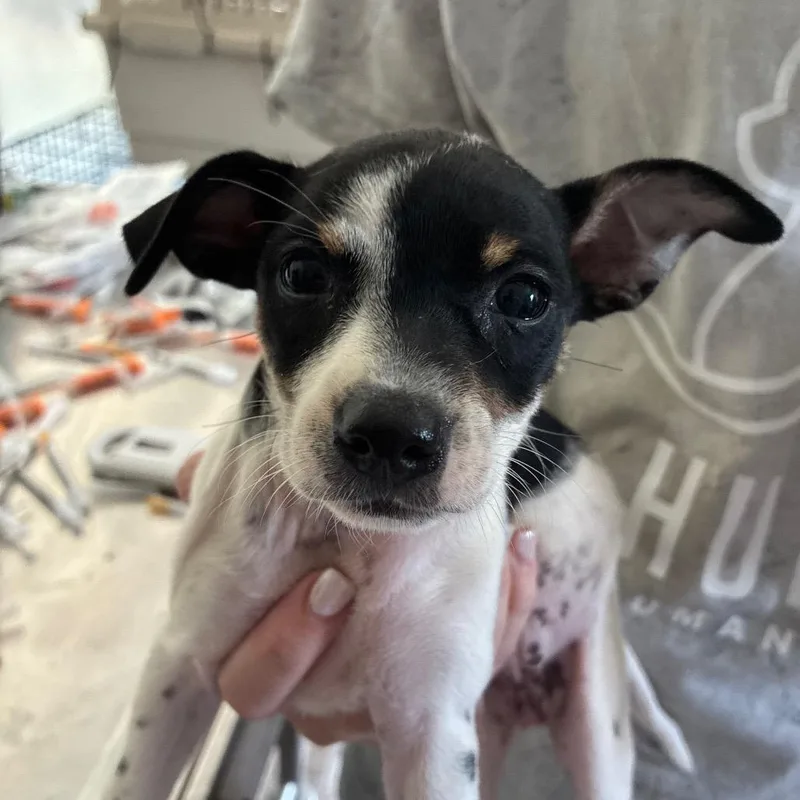 A baby small-sized female White / Cream Chihuahua dog named Cookies N Cream for adoption in Hattiesburg, MS