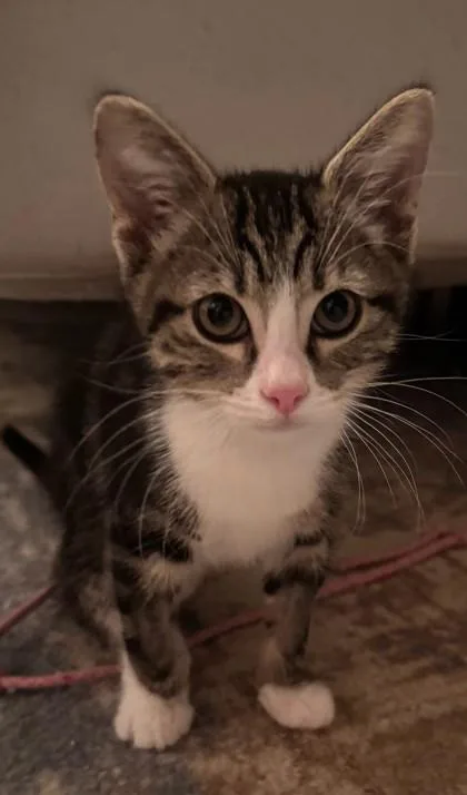 Purrfessor