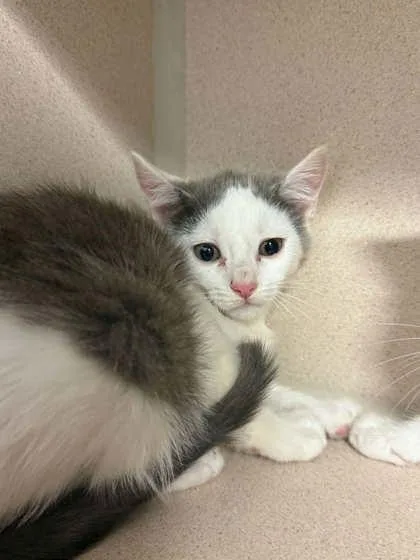 A baby small-sized female Domestic Short Hair cat named Bulldozer for adoption in Bowling Green, KY