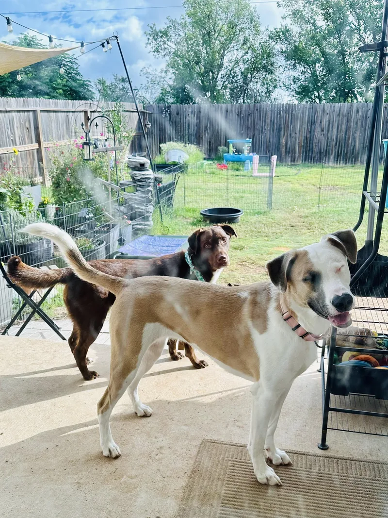A young medium-sized female Tricolor (Brown, Black, & White) Shepherd dog named April for adoption in San Antonio, TX