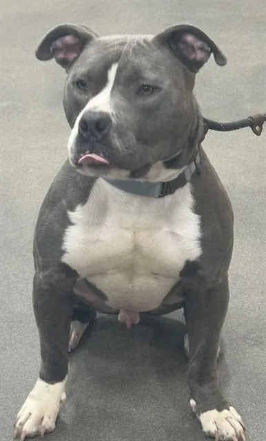 A young large-sized male Pit Bull Terrier dog named Blue for adoption in Upper Marlboro, MD