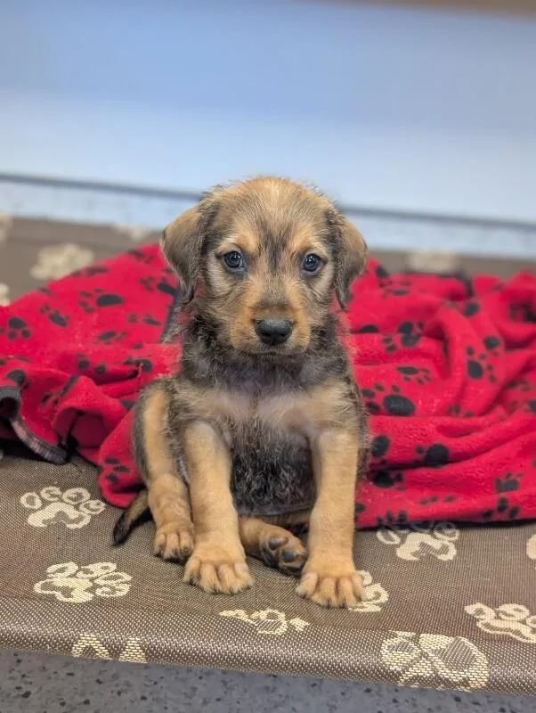 A baby small-sized male Brown / Chocolate Beagle dog named Sam for adoption in Aiken, SC
