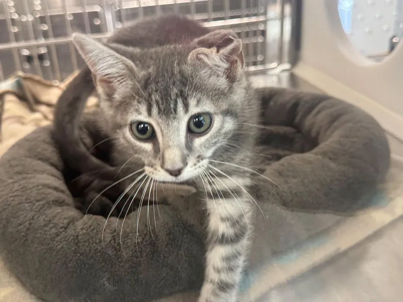 A baby medium-sized male Tabby cat named Huckleberry for adoption in Hilton Head Island, SC