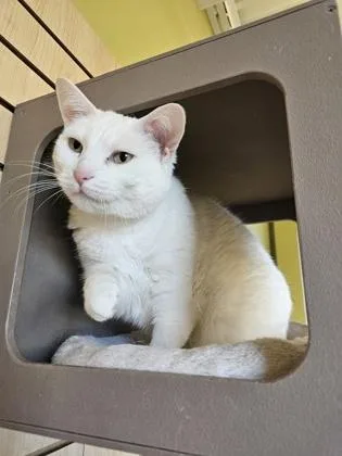 An adult medium-sized female White Domestic Short Hair cat named Junior for adoption in Downers Grove, IL