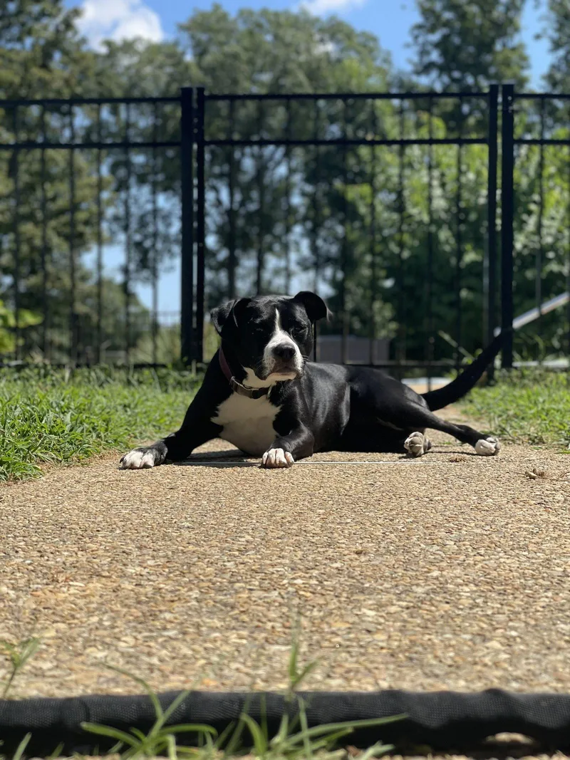 Harper