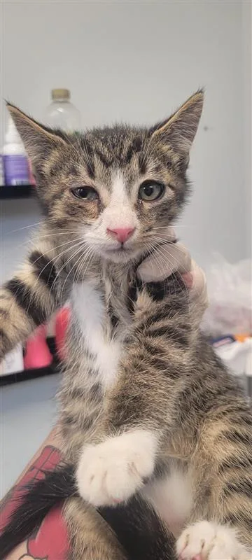 A baby small-sized male Domestic Short Hair cat named Glider for adoption in West Chester, PA