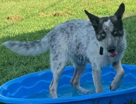 A young medium-sized female Tricolor (Brown, Black, & White) Australian Cattle Dog / Blue Heeler dog named Lilly for adoption in Newfoundland, PA