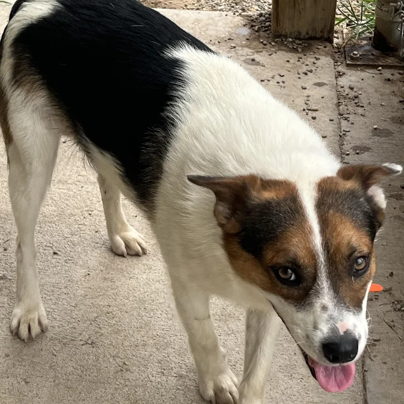 A young medium-sized male Tricolor (Brown, Black, & White) Mixed Breed dog named Vosker for adoption in Pomeroy, OH