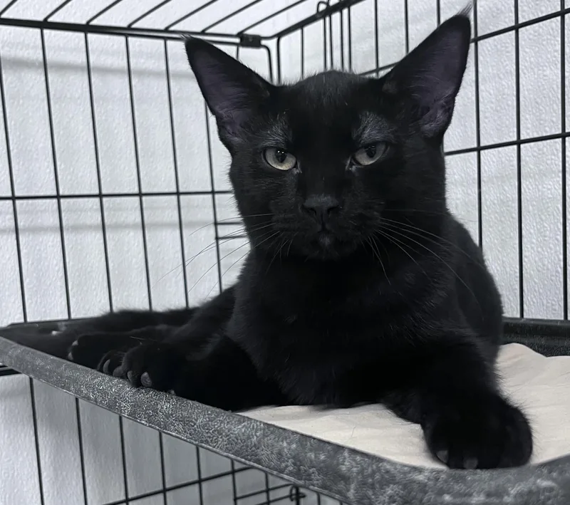 Milo