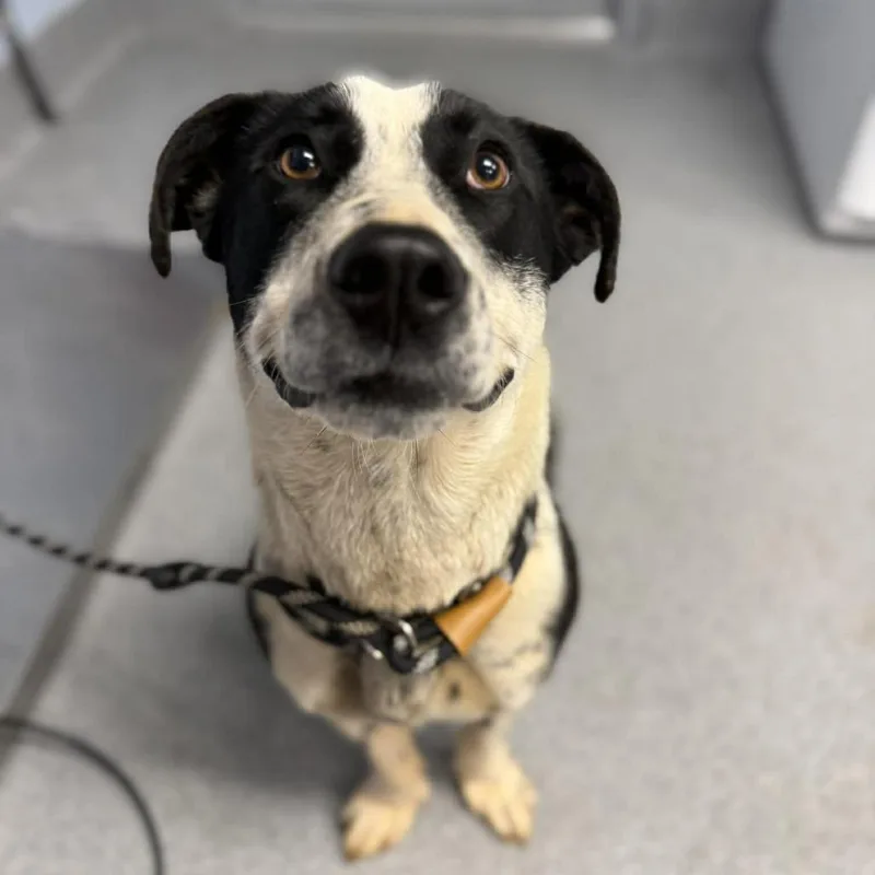 An adult medium-sized female Black Mixed Breed dog named Shortcake for adoption in Martinsville, VA