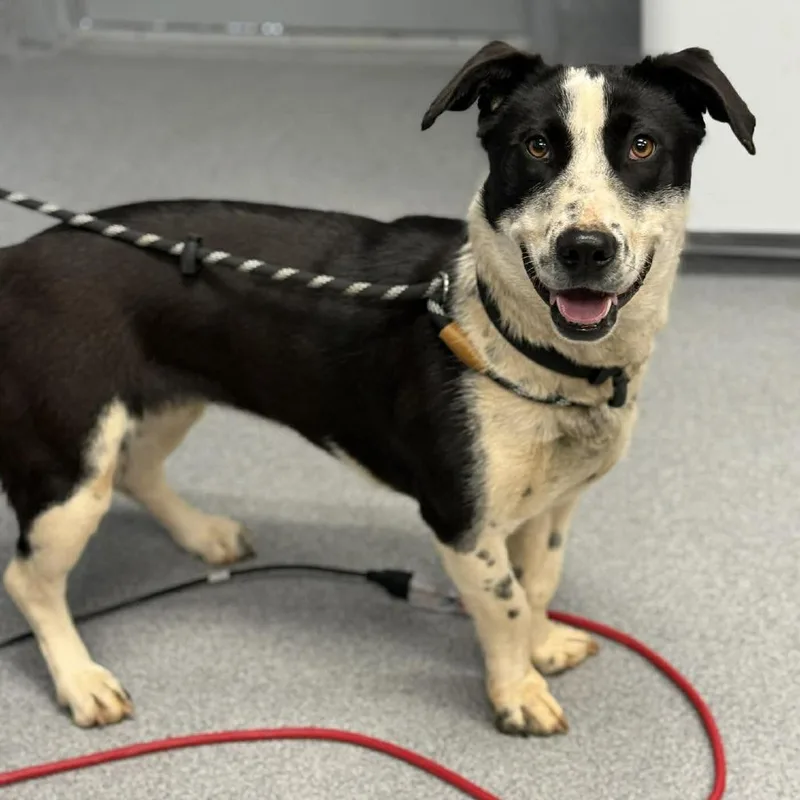 Shortcake thumbnail 2