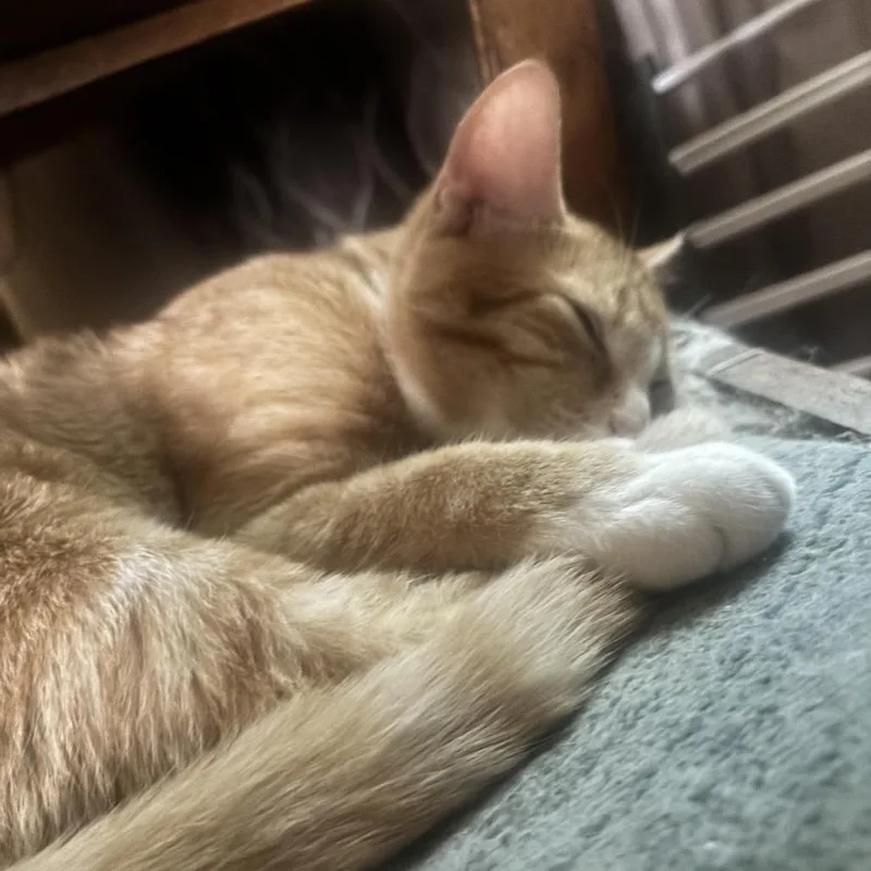A baby small-sized male Orange / Red Domestic Short Hair cat named Anakin for adoption in Calimesa, CA
