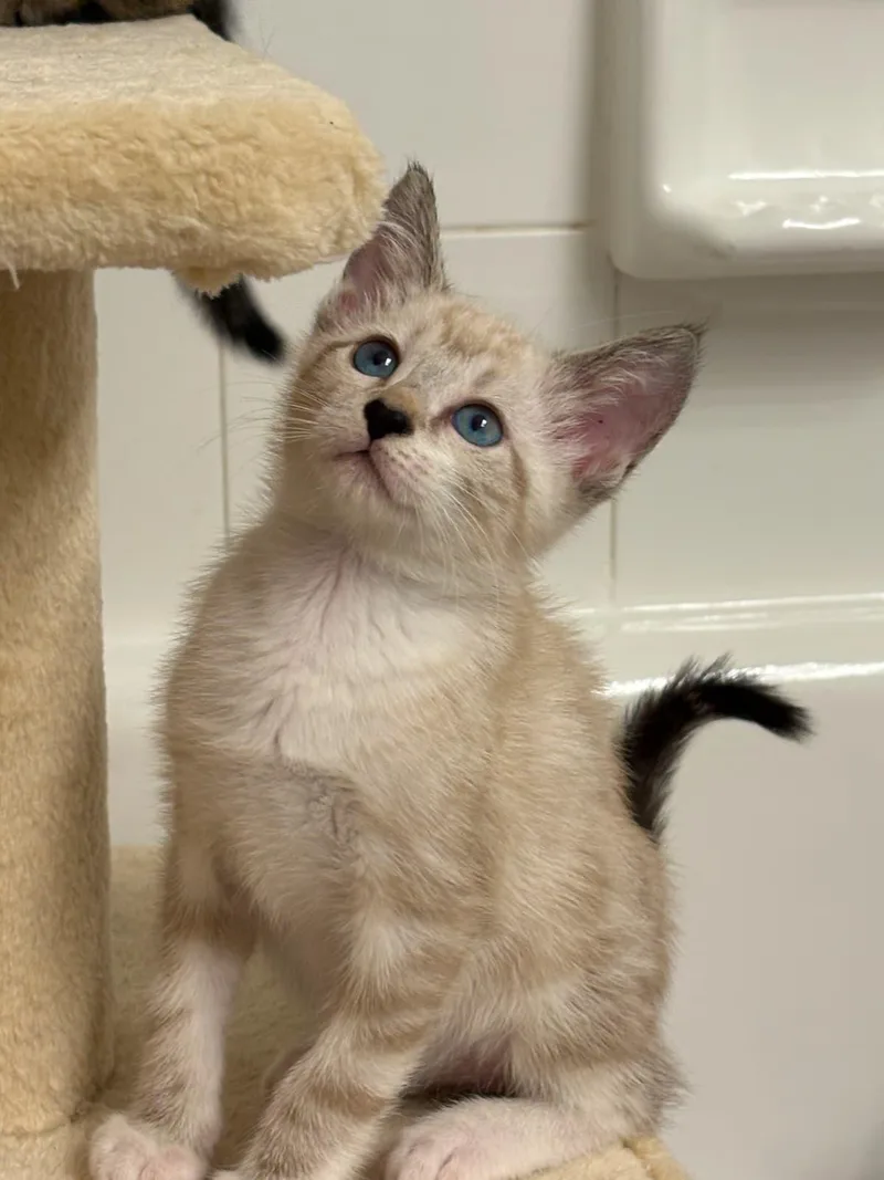 A baby small-sized male Buff & White Siamese cat named Snowy for adoption in Boca Raton, FL