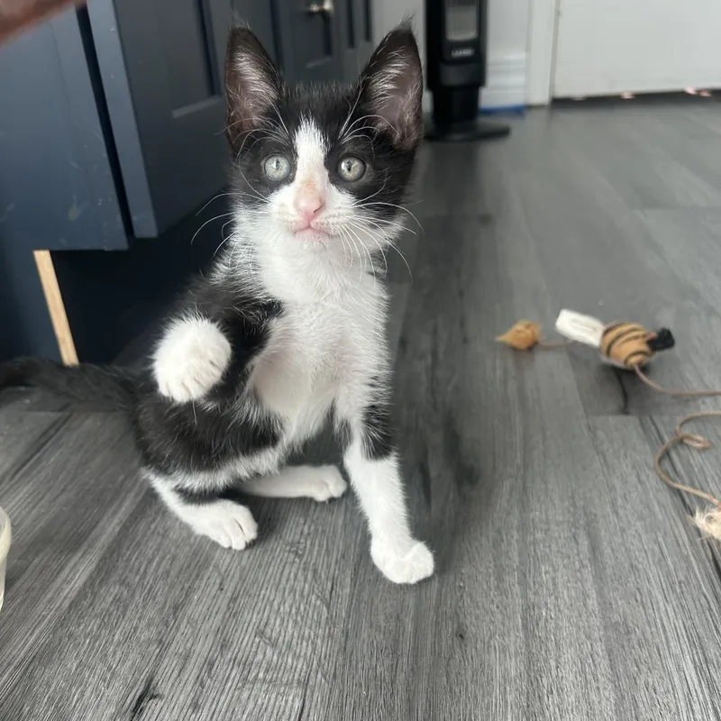 A baby small-sized female Black Domestic Short Hair cat named Minki for adoption in Jupiter, FL