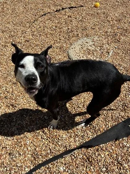 An adult medium-sized female Mixed Breed dog named Scarlet for adoption in New Orleans, LA