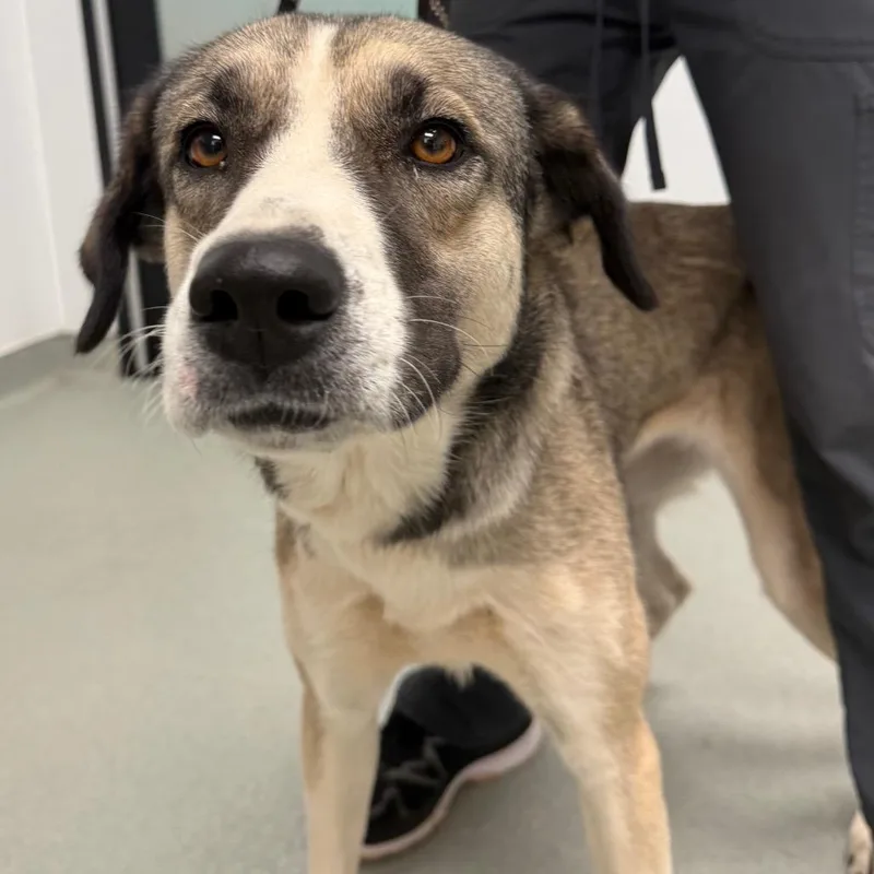 An adult medium-sized female Anatolian Shepherd dog named Winnie for adoption in Abilene, TX